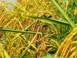 Giá lúa gạo hôm nay giảm nhẹ